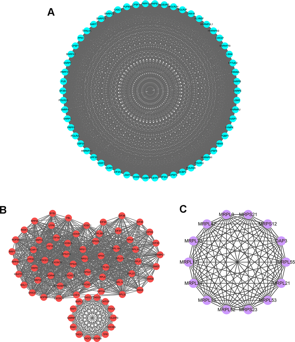 Key modules inferred from protein-protein interaction (PPI) network of differentially expressed RBPs. (A) Module 1. MCODE score=56.877, Nodes=58, Edges=1621. (B) Module 2. MCODE score=30.611, Nodes=73, Edges=1102. (C) Module 3. MCODE score=14, Nodes=14, Edges=91.