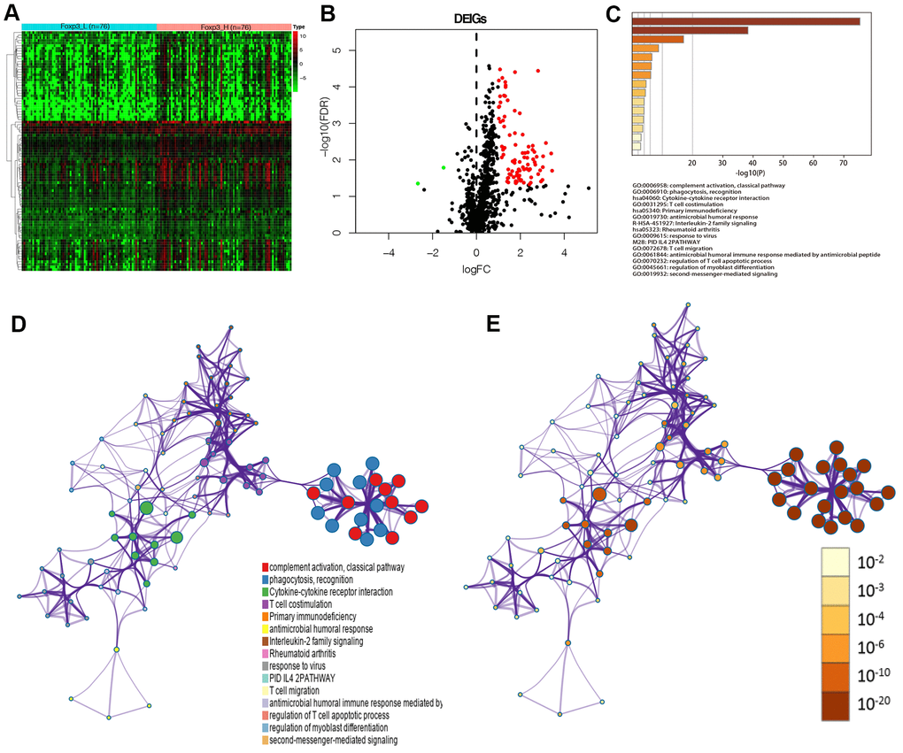 Identification of Foxp3-associated differentially expressed immune genes. (A) Heatmap of immune genes differentially expressed between Foxp3