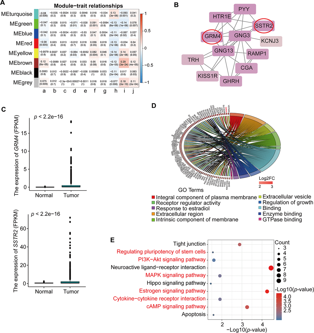 Identification and analysis of key module and hub genes. (A) Analysis of module-trait relationships of BRCA based on TCGA data; a. age at initial pathologic diagnosis, b. pathologic