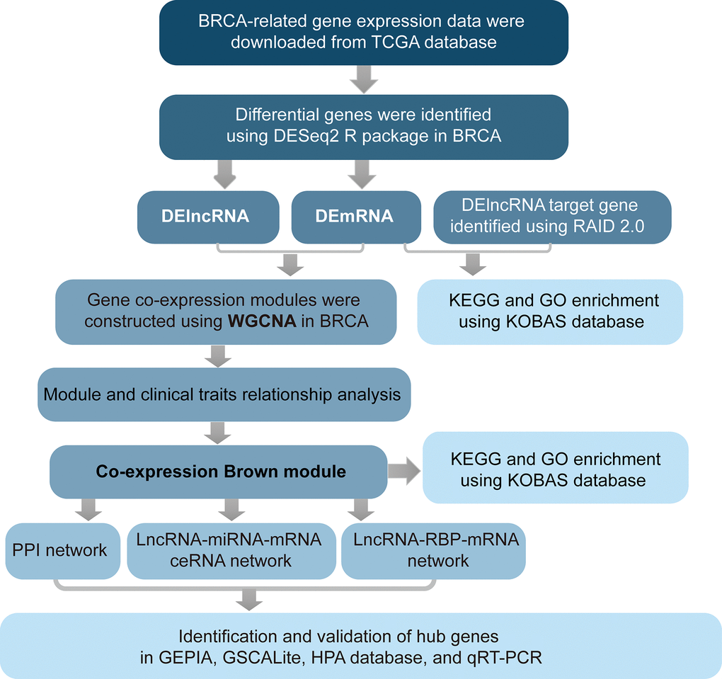 Flow chart of analysis.