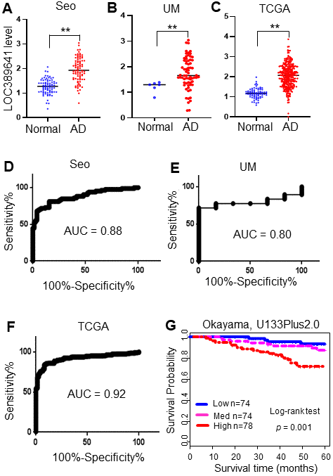 LOC389641 is highly expressed in lung adenocarcinomas and is associated with poorer patient survival. (A–C), Dot plots of LOC389641 expression levels in lung adenocarcinoma (AD) and normal lung (N) tissues in the Seo (85 AD vs 77 N), TCGA (312 AD vs 79 N) and UM (67 AD vs 6 N) RNAseq datasets (y-axis is log2 of FPKM value, ** AD vs. Normal, t test, p  0.01). (D–F) ROC curves with AUC values of LOC389641 in Seo (85 AD vs 77 N), TCGA (312 AD vs 79 N) and UM (67 AD vs 6 N) RNAseq datasets. (G) Kaplan-Meier survival curve with log-rank test of LOC389641 in Okayama dataset (226 ADs, U133plus2.0 array). Higher LOC389641 expression (1/3 cases for each group based on LOC389641 value) was significantly correlated with poor patient survival.