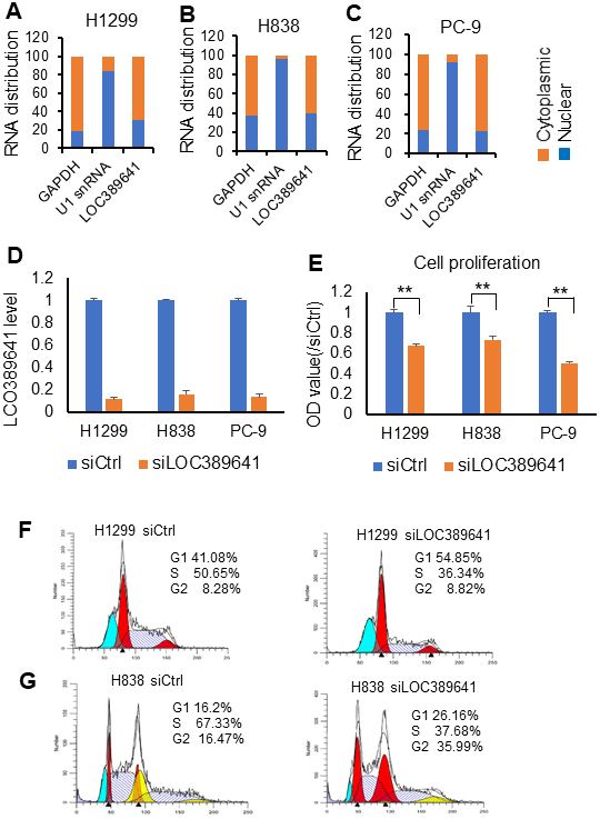 LOC389641 cellular location and knockdown impairs cell proliferation. (A–C) qRT-PCR showing the nuclear and cytoplasmic fractions of LOC389641 in H1299, H838 and PC-9 cells. GAPDH is used as cytoplasmic control and U1 snRNA as nuclear control. LOC389641 is primarily in cytoplasm (61% - 77%). (D) LOC389641 siRNA knockdown efficiency (48 h) in H1299, H838 and PC-9 cell lines measured by qRT-PCR. GAPDH is used as loading control. (E) Cell proliferation is decreased after LOC389641 siRNAs treatment in H1299, H838 and PC-9 cell lines. ** p F, G) Flow cytometry analysis to evaluate the effects of LOC389641 on cell cycle distribution in H1299 and H838 cell lines.