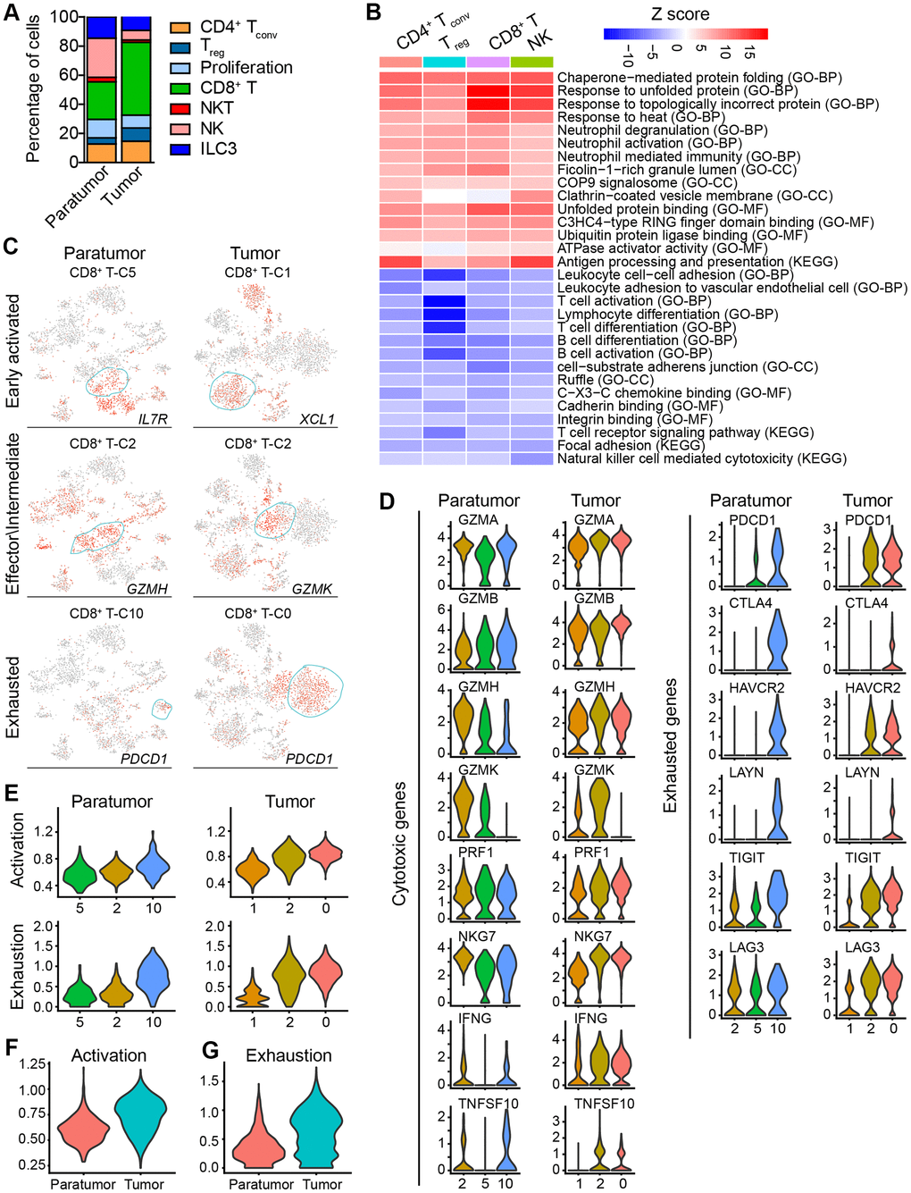 Subtype marker genes expressed in lymphoid cells and functional genes expressed in CD8+ T cells. (A) The fractions of lymphoid subtypes in Paratumor and Tumor. (B) Enriched pathway activities for up- (red) and down- (blue) regulated genes, between T cells from Tumor versus Paratumor. Color key from white to red indicates z-score of -Log10(P value), color key from white to blue indicates z-score of Log10(P value). (C) t-SNE plot, color-coded to show the relative expression (gray to red) of marker genes for the 3 states of indicated CD8+ T cells. (D) Violin plots displaying the expression profile of cytotoxic and exhausted genes of the CD8+ T cell clusters in Paratumor (left panel) and Tumor (right panel). (E) Violin plots indicating relative expression levels of T cell activation and exhaustion gene signatures across the CD8+ T cell clusters in Paratumor (left panel) and Tumor (right panel). (F, G) Violin plots indicating relative expression levels of T cell activation (F) and exhaustion (G) gene signatures in different tissue types.