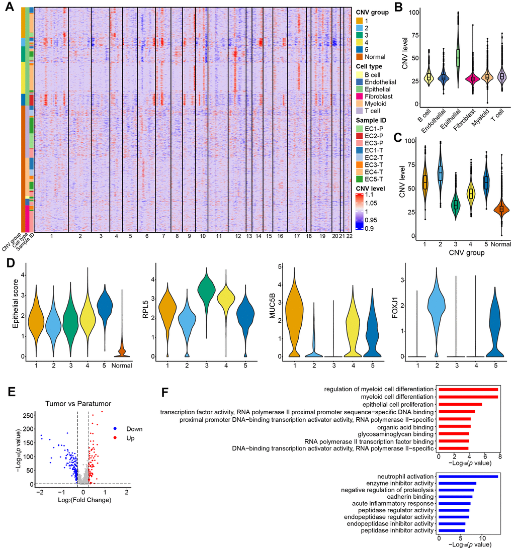 CNV landscape of epithelial cells. (A) Heatmap showing large-scale CNVs for individual cells (rows) of eight samples from five patients. (B) Violin plots showing distributions of CNV scores among different cell types. (C) Violin plots showing distributions of CNV scores among different CNV groups. (D) Violin plots showing expression of epithelial subtype-related genes among different CNV groups. (E) Differential expressed genes detected between tumor samples vs. their paratumor counterparts from EC1-3. (F) Representative enriched GO terms for up- (red) and down- (blue) regulated genes as displayed in E, respectively.