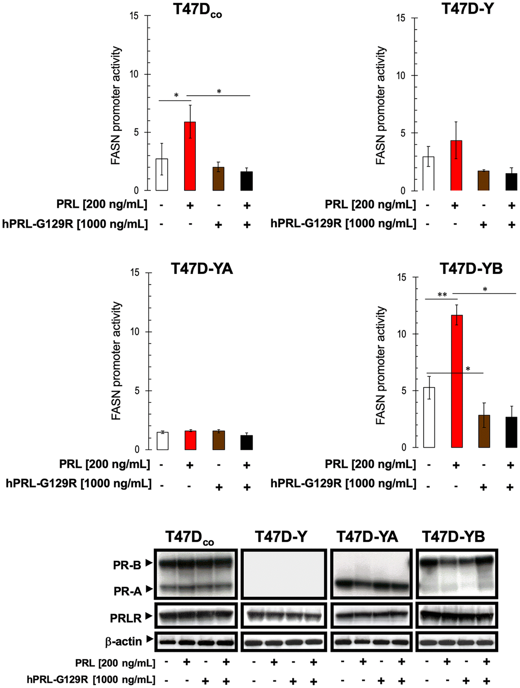 Exogenous prolactin activates FASN gene promoter activity by engaging PRLR.Top. Estradiol-depleted cells were transiently transfected with a plasmid containing a luciferase gene driven by a 178-bp FASN gene promoter fragment harboring a SREBP-binding site, flanked by auxiliary NF-Y and Sp-1 sites as described in Figure 2C, 2D. The next day, cells were treated with 200 ng/mL prolactin (PRL) in the absence or presence of a 5-fold-excess of the prolactin antagonist hPRL-G129R (1000 ng/mL) in 0.5% CCS. After ~24 h of incubation, cells were lysed, luciferase activity was measured and relative (fold) changes in transcriptional activities of FASN promoter-luciferase-transfected cells were calculated. The data are shown as the means (columns) ± S.D. (bars) from three separate experiments (performed in duplicate). Luciferase activity in prolactin- and/or hPRL-G129R-treated cells was compared with that in vehicle-treated control cells (* P Bottom. Estradiol-depleted cells were treated with 200 ng/mL PRL in the absence or presence of a 5-fold excess of hPRL-G129R in 0.5% CCS for 48 h. Immunoreactive bands for PR-A, PR-B, and PRLR proteins were analyzed by immunoblotting as described in Figure 2A. β-actin was used to control for protein loading and transfer. Figure shows a representative immunoblot analysis. Similar results were obtained in 3 independent experiments.