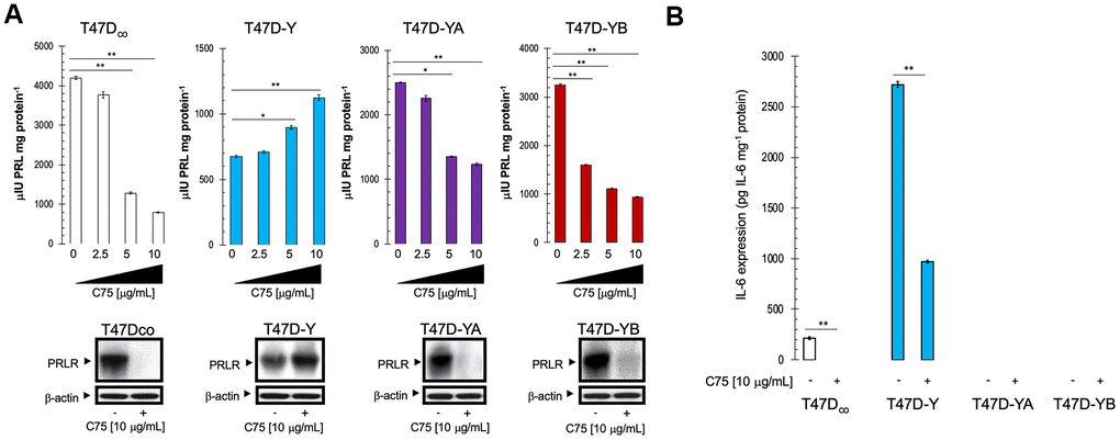 Pharmacological blockade of FASN activity modifies autocrine prolactin secretion in a PR-dependent manner. (A). Top. Autocrine prolactin secretion levels in the extracellular milieu of estradiol-depleted cells cultured in the absence or presence of graded concentrations of C75 in 0.5% CCS for 48 h were determined by a commercially available EASIA kit. Data are means (columns) ± S.D. (bars) from three independent experiments performed in duplicate. Secreted amounts of prolactin in C75-treated cells were compared with those in vehicle-treated control cells (* P Bottom. Cell lysates strictly obtained from the same experimental replicates employed in A were subjected to immunoblotting for PRLR protein expression. β-actin was used to control for protein loading and transfer. Figure shows a representative immunoblot analysis. Similar results were obtained in 3 independent experiments. (B). Autocrine IL-6 levels in the extracellular milieu of estradiol-depleted cells cultured in the absence or presence of 10 μg/mL C75 in 0.5% CCS for 48 h were determined by a commercially available ELISA kit. Secreted amounts of IL-6 in C75-treated cells were compared with those in vehicle-treated control cells (** P 