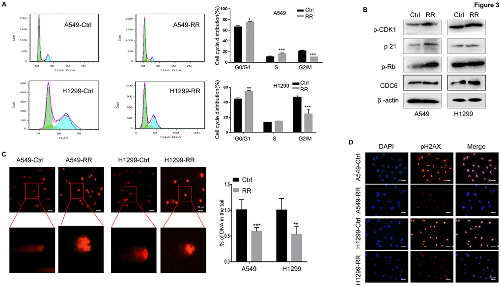 A549-RR and H1299-RR cells showed cell cycle redistribution and reduced DNA damage response. (A) Cell cycle distribution was analyzed with flow cytometry. The percentage of cells at each phase of the cell cycle was quantified. (B) Cell cycle-related protein (p-CDK1, p21, p-Rb and CDC6) levels were measured using Western blot. (C) A549-RR, A549-control, H1299-RR and H1299-control cells were exposed to radiation at the same dose of 4 Gy and collected for comet assay as described in materials and methods. The percentage of DNA in the tail was calculated for 50 random cells. **P D) γH2AX, the indicator for DSBs, was detected by immunofluorescence staining. The results in (A) and (C) are the mean ± SEM of at least three independent experiments.