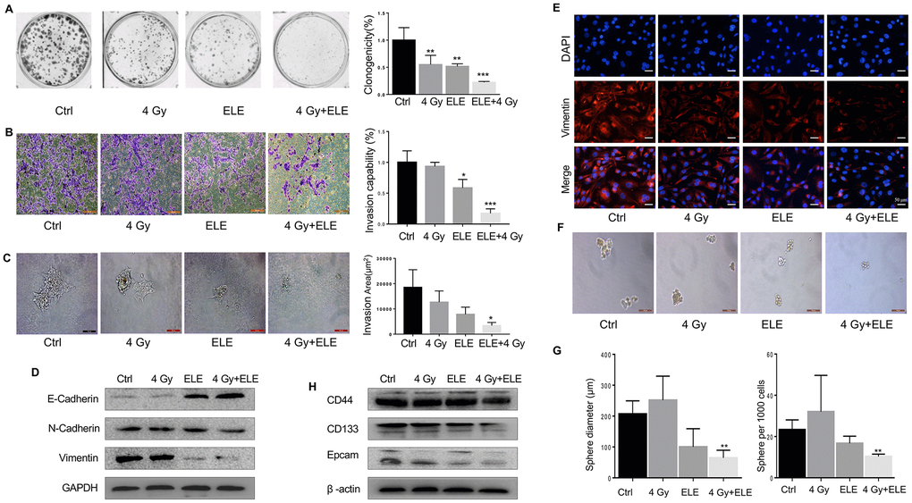 Effect of β-elemene and RT on the expression of EMT/CSC markers and radiosensitivity in A549 cells. A549 cells were treated with single RT (4 Gy) for 12 h or β-elemene 12 h prior to RT (4 Gy). (A) Representative images of colony formation for the different treatments. (B) After corresponding treatment, the cells were subjected to Matrigel invasion assay and photographed. Invasion capability of cells was calculation. (C) Representative 3D-invasion images of cells. Scale bar:100 μm. (D) Protein levels of Vimentin, E-Cadherin and N-Cadherin were measured by Western blot. (E) Immunofluorescence images of Vimentin (red) Nuclei were stained with PI (blue). (F) Representative images of spheroid formation after the different treatments. (G) The diameter and number of tumor cell spheres in (E). (H) Protein levels of CD133, CD44, and Epcam measured by Western blot.