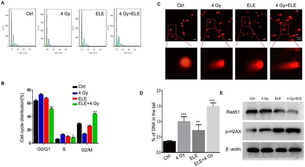 Effect of β-elemene and RT on cell cycle and DNA damage repair in A549 cells. A549 cells were treated with single RT (4 Gy) or β-elemene prior to RT (4 Gy). (A) After each treatment, cell cycle distribution was analyzed with flow cytometry. (B) The percentage of cells at each phase of the cell cycle was quantified. (C) A549 cells were harvested 48 h after different treatments and subjected to the comet assay, as described. (D) The percentage of DNA in the tail was calculated for 50 random cells. (E) DSB marker (γH2AX), and homologous recombination pathway-related proteins (RAD51) were measured by Western blot. Representative images from three independent experiments are shown.