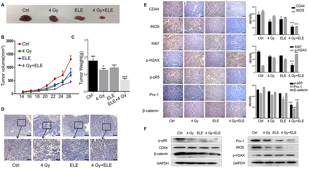 The effect of β-elemene and RT on tumor growth in a xenograft mouse model of human non-small-cell lung cancer (NSCLC). Female athymic nude mice aged 4-5 weeks old were used in the study. A549 cells (5×106 in 100 μL PBS) were injected subcutaneously into the left flank of each mouse. The experiment was performed as described in materials and methods. The xenografts were harvested after two weeks. (A) Representative images of the xenografts. (B) Tumor volume was measured once every 2 days and was calculated as: V = (width2×length)/2. (C) Tumor weight. (D) Representative images of H&E staining. (E) Immunohistochemical analysis of Ki67, CD44, iNOS, β-cadherin, p-H2AX, p-65 and Prx-1 protein expression in tumor samples. (F) Protein level of CD44, iNOS, β-cadherin, p-H2AX, p-65 and Prx-1.