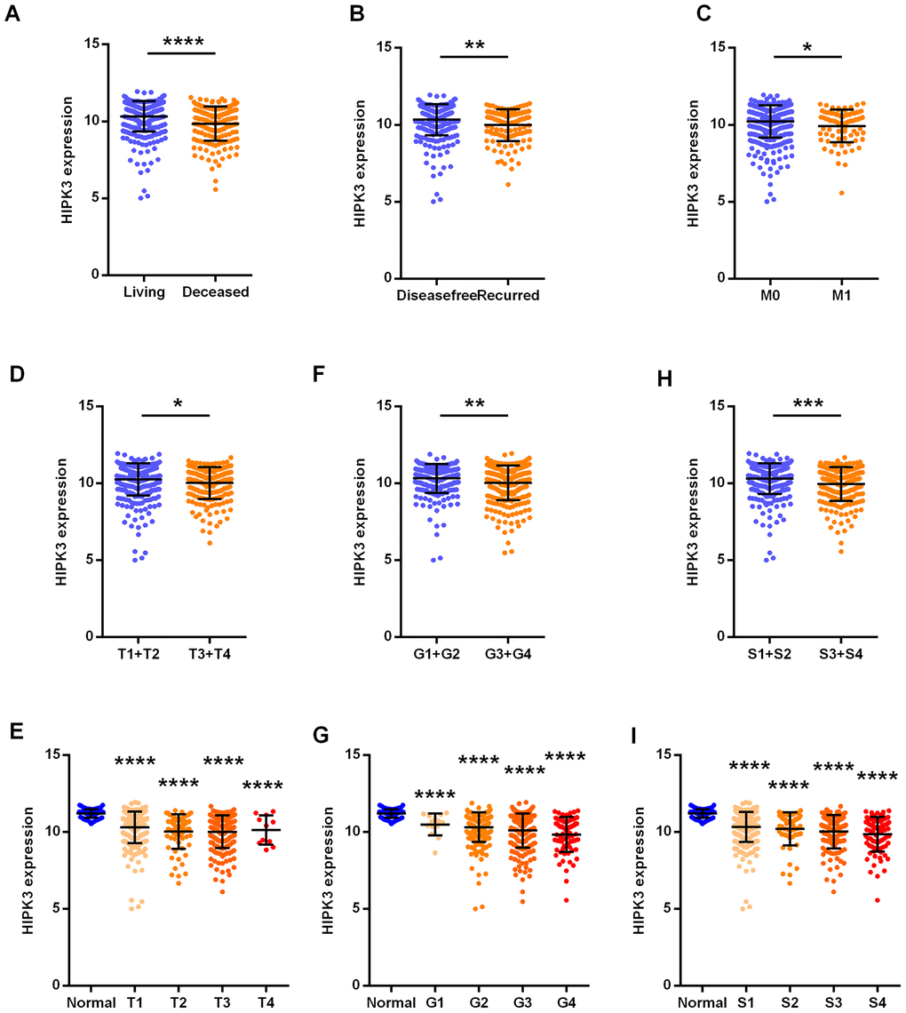 HIPK3 correlated with various clinicopathological parameters in ccRCC tissues. The mRNA levels of HIPK3 were compared in different clinicopathological parameters: (A) overall survival status, (B) disease free status cancer versus paired para-cancer, (C) M stage, (D) and (E) T stage, (F) and (G) grade, (H) and (I) TNM stage. S: TNM stage; HIPK, Homeodomain interacting protein kinases. *P