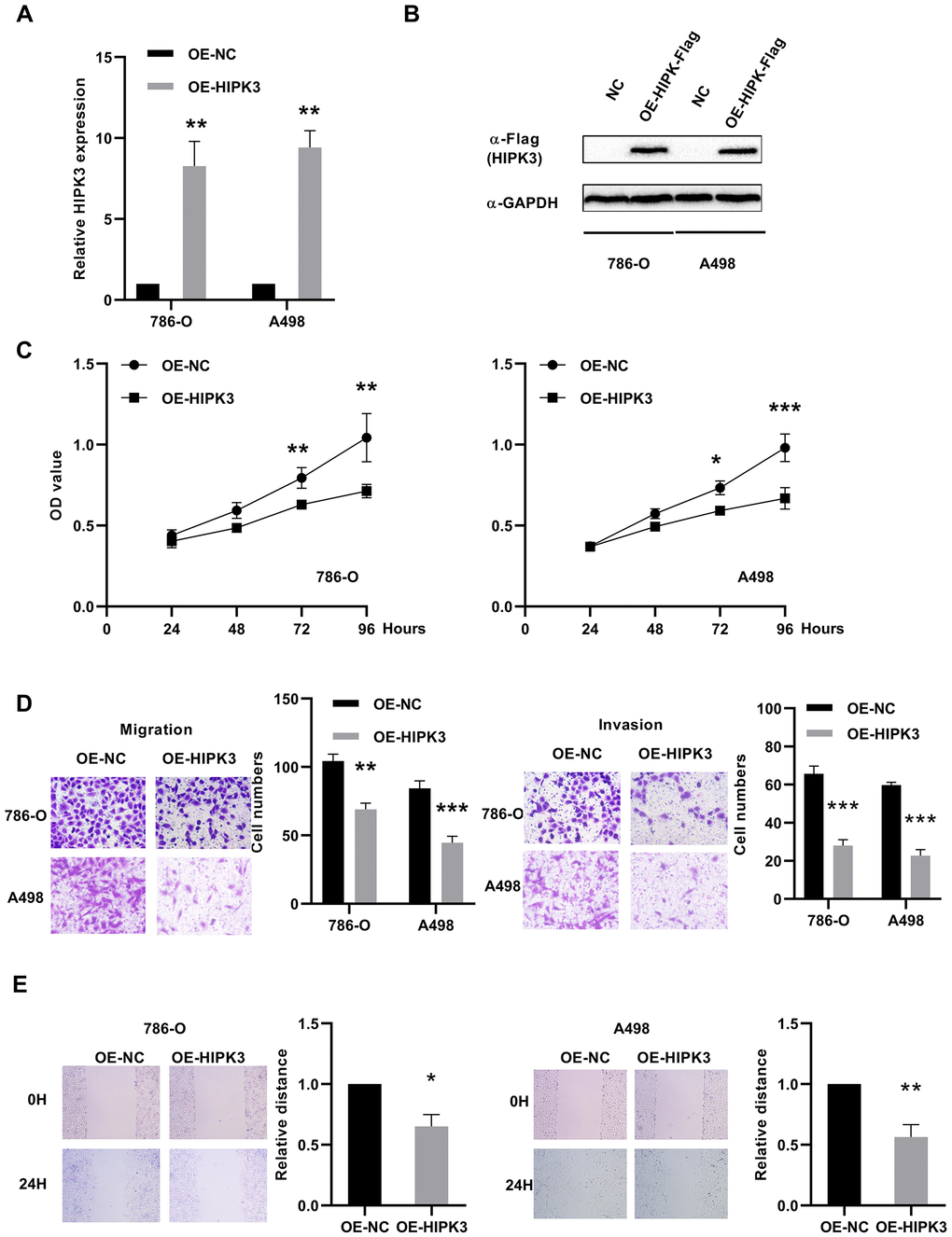 Effects of HIPK3 overexpression on cell proliferation, migration, and invasion. (A, B) HIPK3 mRNA and protein expressions were successfully overexpressed in 786-O and A498 cells. (C) Cell counting kit-8 assay detected the effects of HIPK3 overexpression on the proliferation of 786-O and A498 cells. (D, E) Representative images of migration and invasion assays performed using 786-O and A498 cells with transwell and wound healing assay. Data are presented as the mean ± SD from three independent experiments. *P