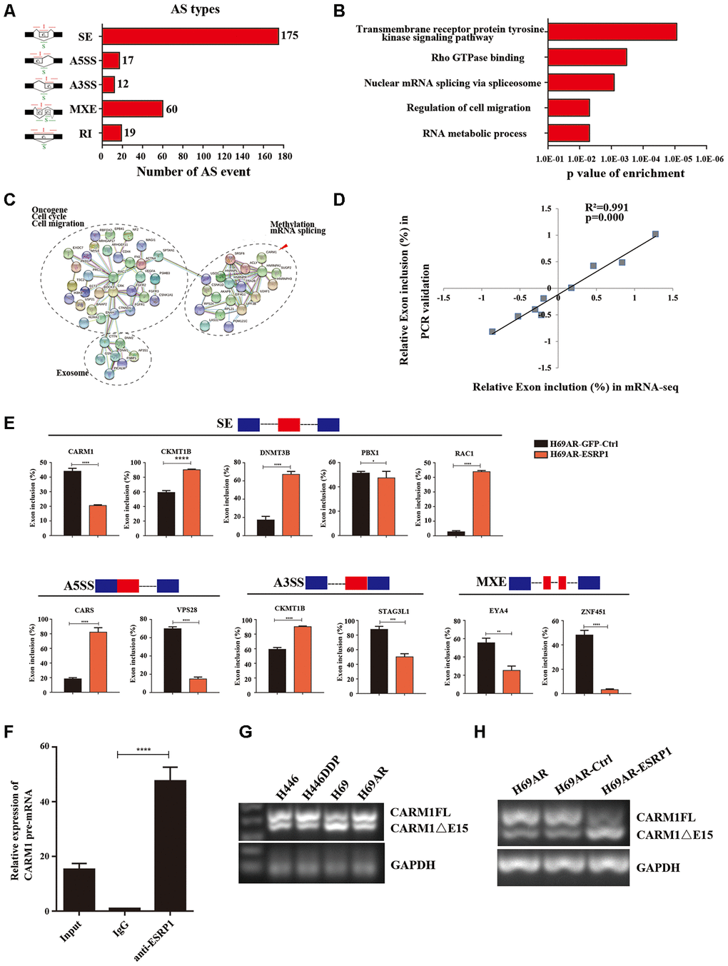 Global regulation of the transcriptome by ESRP1 in SCLC chemoresistance-related genes. (A) Quantification of the different AS events affected by ESRP1. (B) Gene ontology of ESRP1-regulated AS targets. Fisher exact p values were plotted for each enriched functional category. (C) Functional association network of ESRP1-regulated AS targets. The genes in (C) were analyzed using the STRING database, and subgroups are marked according to their functions. (D) Correlation between the relative changes in Exon inclusion ratio values observed by RNA-seq vs RT-PCR confirmation. (E) Validation of different types of ESRP1-regulated AS events by semiquantitative RT-PCR using H69AR cells transfected with ESRP1 or control vectors. The mean ± SD of Exon inclusion Ratio from three experiments were plotted. (F) The expression of CARM1 pre-mRNAs with ESRP1 was detected by RNA immunoprecipitation (RIP) assay in H69 cells. (G) Representative ethidium bromide stained agarose gel photo showing expression of CARM1FL and CARM1ΔE15 in chemoresistant and chemosensitive cells. (H) Representative ethidium bromide stained agarose gel photo showing expression of CARM1FL and CARM1ΔE15 after overexpressing ESRP1 in H69AR cells. *, pp p p 