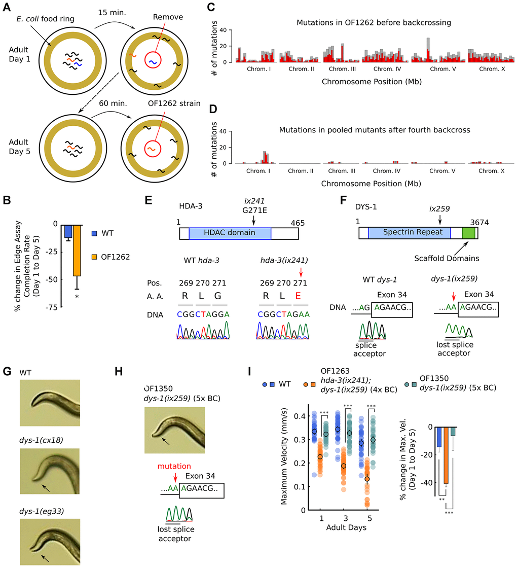 OF1262 strain shows locomotor deficit and carries hda-3(ix241) and dys-1(ix259) mutations. (A) Schematic of forward genetic screen to isolate OF1262 strain, a strain that shows progressive decline in adult motility. (B) Percent change in completion rate of the Edge Assay on adult day 5 compared to adult day 1. N = 3 biological replicate plates (100 worms or more per plate on adult day 1). (C) Mutation frequency along each chromosome for the OF1262 strain. Red bars indicate 0.5-Mb bins and grey bars indicate 1.0-Mb bins. (D) Mutation frequency along each chromosome for remaining mutations after subtracting mutations found in backcrossed strains that did not show a progressive decline in locomotor ability from mutations found in backcrossed strains that showed a progressive decline in locomotor ability. (E) Effect of hda-3(ix241) mutation on DNA sequence and amino acid sequence. (F) Effect of dys-1(ix259) mutation on DNA sequence. (G) Photos of head curvature during forward crawling in WT, dys-1(cx18) and dys-1(eg33) worms. Exaggerated head bending indicated by arrows. (H) (Top) Photo of head curvature during forward crawling in OF1350 dys-1(ix259) worms. (Bottom) DNA sequence of dys-1(ix259) mutation site. (I) (Left) Maximum velocities of WT, OF1263 hda-3(ix241);dys-1(ix259) (4x BC), and OF1350 dys-1(ix259) (5x BC) worms. N = 30–45 worms per strain for each day (10–15 worms from 3 biological replicate plates). (Right) Percent change in maximum velocity of WT, OF1263, and OF1350 worms on adult day 5 compared to adult day 1. N = 3 biological replicate plates. ***p p 