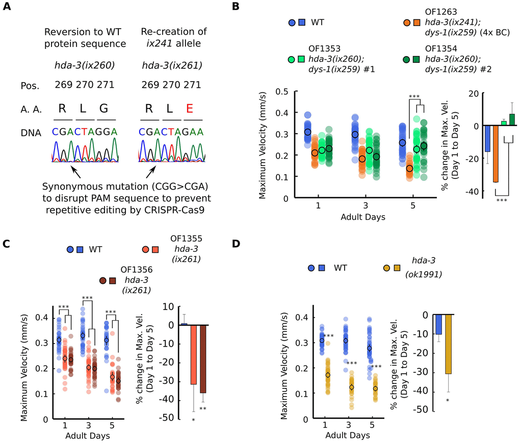 HDA-3 G271E missense mutation leads to progressive decline in locomotor ability. (A) (Left) Sequence of hda-3(ix260) allele which is the same amino acid sequence as WT. (Right) Sequence of hda-3(ix261) allele which is the same amino acid sequence as the hda-3(ix241) allele. Both sequences carry a synonymous mutation site to disrupt the PAM sequence to prevent repetitive editing by CRISPR-Cas9. (B) (Left) Maximum velocities of WT, OF1263 hda-3(ix241);dys-1(ix259) (4x BC), OF1353 hda-3(ix260);dys-1(ix259) and OF1354 hda-3(ix260);dys-1(ix259) worms. (Right) Percent change in maximum velocity of WT, OF1263, OF1353 and OF1354 worms on adult day 5 compared to adult day 1. (C) (Left) Maximum velocities of WT, OF1355 hda-3(ix261), OF1356 hda-3(ix261) worms. (Right) Percent change in maximum velocity of WT, OF1355 hda-3(ix261), OF1356 hda-3(ix261) worms on adult day 5 compared to adult day 1. (D) (Left) Maximum velocities of WT and hda-3(ok1991) worms. (Right) Percent change in maximum velocity of WT and hda-3(ok1991) worms on adult day 5 compared to adult day 1. For maximum velocity measurements, N = 30–45 worms per strain for each day (10–15 worms from 3 biological replicate plates). For percent change in maximum velocity graphs, N = 3 biological replicate plates. ***p p p 