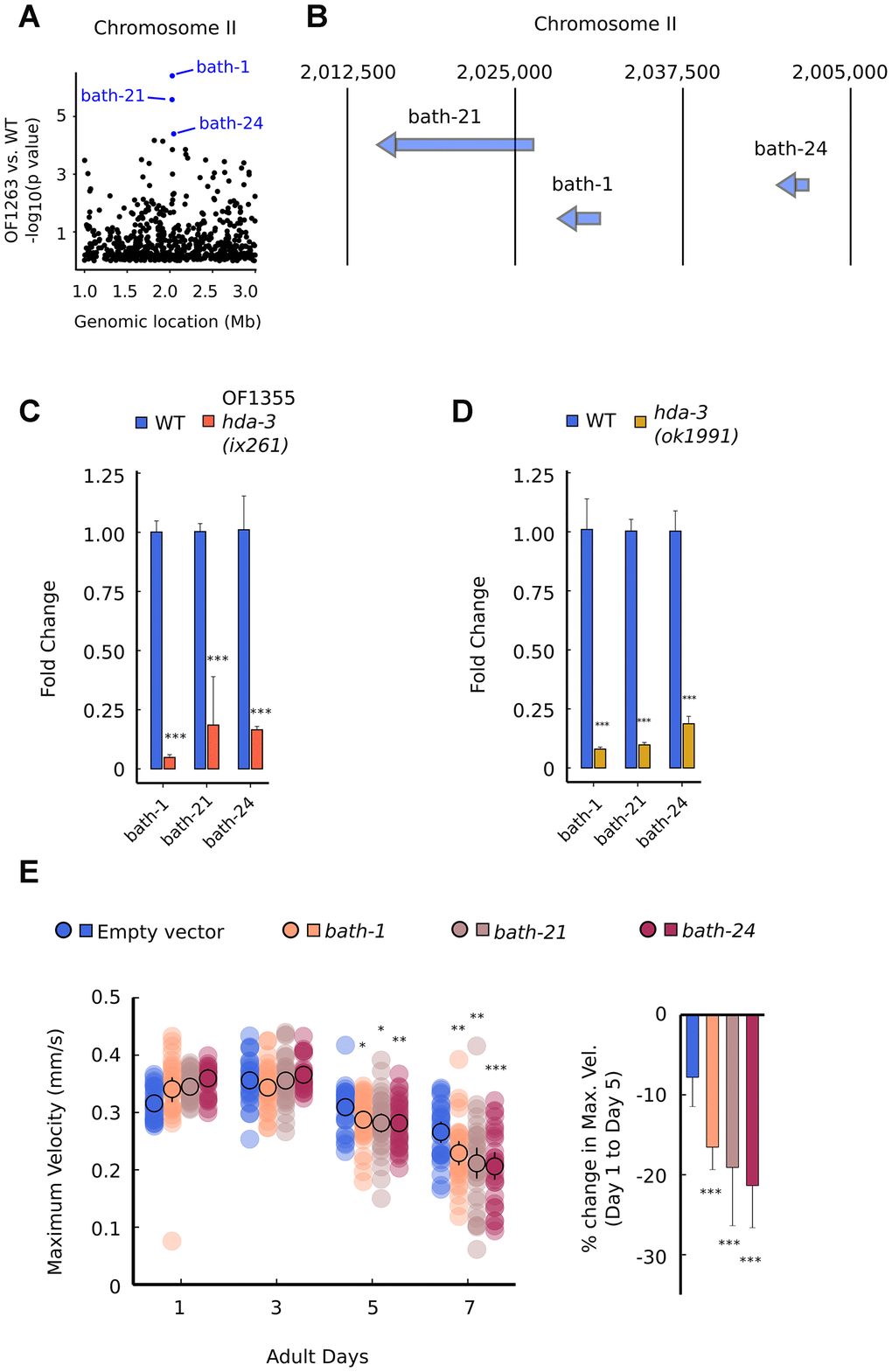 Specific BATH genes on Chromosome II are downregulated from HDA-3 mutations. (A) Genomic location of strongly downregulated gene transcripts on Chromosome II in OF1263 vs. WT. (B) Locations of BATH genes on Chromosome II. (C) Fold change in BATH genes in OF1355 hda-3(ix261) worms compared to WT, as measured by qPCR. (D) Fold change in BATH genes in hda-3(ok1991) worms compared to WT, as measured by qPCR. (E) Maximum velocities of worms fed with empty vector RNAi or RNAi targeted towards bath-1, bath-21, or bath-24. N = 30–45 worms per strain for each day (10–15 worms from 3 biological replicate plates). ***p p p 