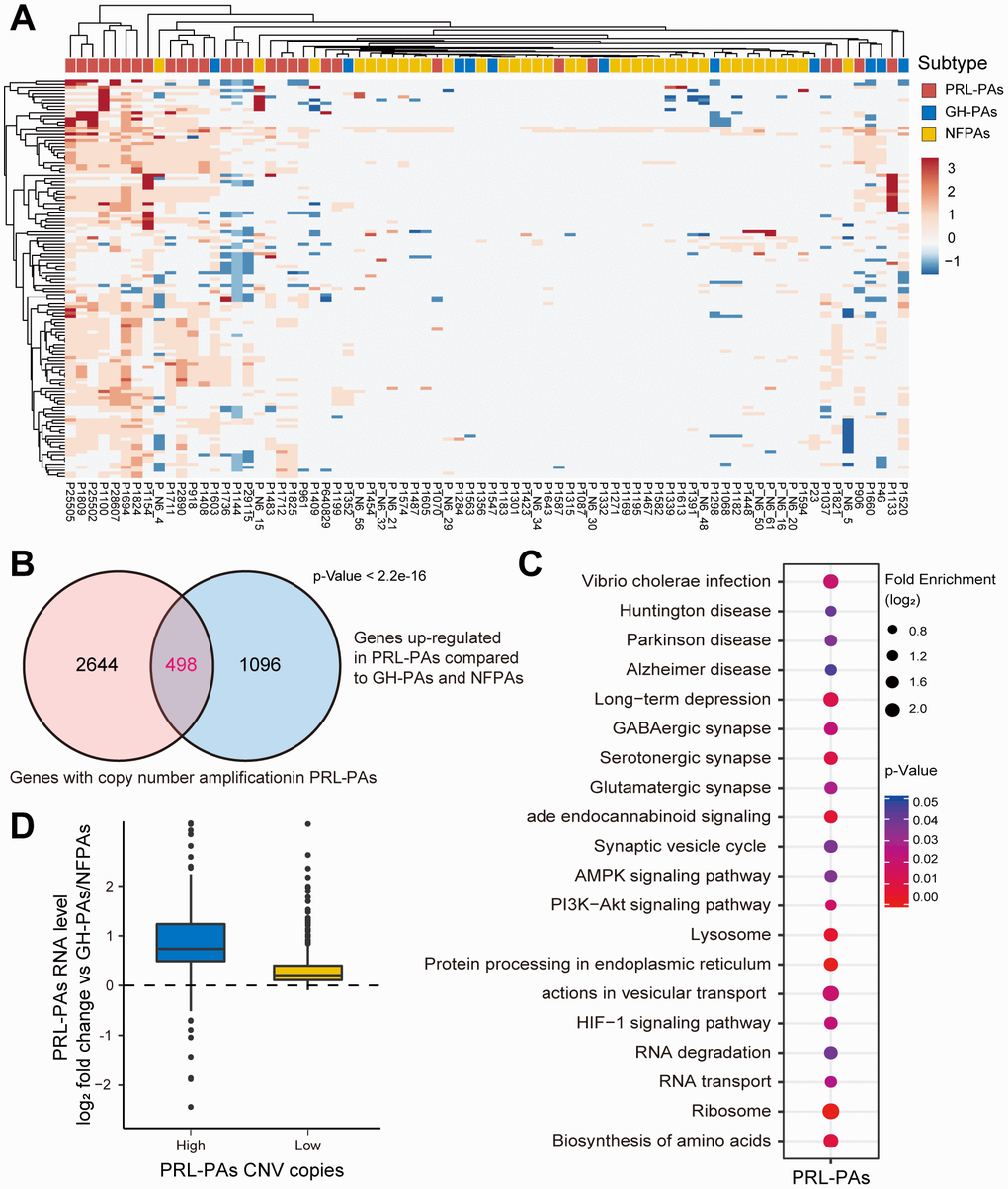 Copy number amplifications in PRL-PAs cause gene transcriptional activation. (A) The heatmap of CNV profiles across PA subtypes. The sample subtype was indicated by color bar above the heatmap, samples were grouped according to the similarity of CNV profiles. The heatmap was colored by CNVs, red indicates gain of copy number and blue indicates loss of copy number. Frequent copy number amplification was observed in PRL-PAs. (B) 498 genes with the copy number amplifications in PRL-PAs overlapped with up-regulated DEGs in the PRL-PAs compared to other subtypes. P value C) KEGG pathway enrichment analysis of 498 up-regulated genes with both copy number amplifications and transcriptional up-regulation in PRL-PAs, the dot plot shows pathways with a P value D) PRL-PAs samples were divided into two groups (high CNV and low CNV) according to the clustering results in (A). The boxplot shows the log2 expression fold-changes of PRL-PAs specific up-regulation genes relative to GH-PAs/NFPAs in the high CNV group and low CNV group. The high CNV group exhibited transcriptional up-regulation (Median log2 fold change ~0.75) while the low CNV group did not.