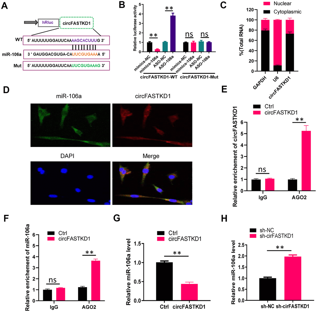 CircFASTKD1 binds directly to miR-106a. (A) Schematic diagrams of the circFASTKD1-WT and -Mut luciferase reporter vectors. (B) A dual-luciferase reporter assay was performed in 293T cells to verify that miR-106a was a sponged target of circFASTKD1. (C) CircFASTKD1 levels in the nuclear and cytoplasmic fractions of HUVECs were analyzed using qRT-PCR. (D) The colocalization of miR-106a with circFASTKD1 in HUVECs was detected with a FISH assay. (E) The association between circFASTKD1 and Ago2 was detected with a RIP assay using an Ago2 or IgG antibody. CircFASTKD1 levels in HUVECs were assessed using qRT-PCR. (F) The associations among circFASTKD1, miR-106a and Ago2 were detected with a RIP assay using an Ago2 or IgG antibody. MiR-106a levels in HUVECs were assessed using qRT-PCR. (G) MiR-106a levels were detected via qRT-PCR in HUVECs transfected with circFASTKD1 or control (Ctrl) vectors. (H) MiR-106a levels were detected via qRT-PCR in HCMECs transfected with sh-circFASTKD1 or sh-NC. Data are presented as the mean of three experiments, and the error bars represent the SD (*P