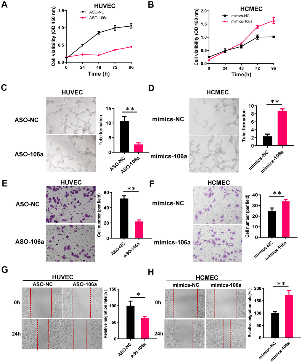 MiR-106a enhances the angiogenic abilities of endothelial cells. (A, B) CCK-8 assays were used to determine the growth curves of HUVECs transfected with ASO-106a or ASO-NC (A) and HCMECs transfected with mimics-106a or mimics-NC (B). (C, D) Tube formation was assessed in HUVECs transfected with ASO-106a or ASO-NC (C) and HCMECs transfected with mimics-106a or mimics-NC (D). (E, F) Transwell chambers were used to perform cell migration assays in HUVECs transfected with ASO-106a or ASO-NC (E) and HCMECs transfected with mimics-106a or mimics-NC (F). (G, H) Wound healing assays were performed to assess cell motility in HUVECs transfected with ASO-106a or ASO-NC (G) and HCMECs transfected with mimics-106a or mimics-NC (H). Data are presented as the mean of three experiments, and the error bars represent the SD (*P
