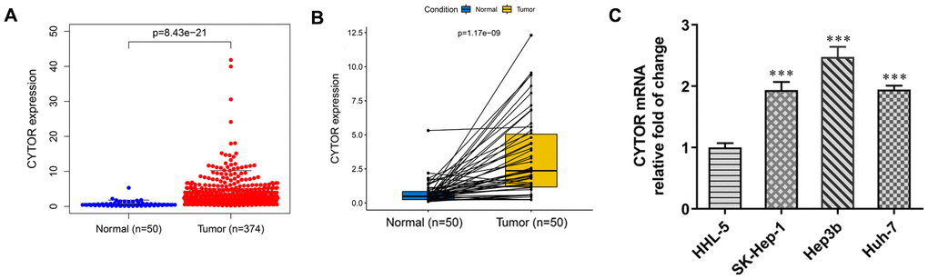 CYTOR expression in HCC tissues and cells. (A) CYTOR expression was increased in HCC tissues compared with normal tissues. (B) CYTOR expression was increased in HCC tissues compared with adjacent tissues. (C) CYTOR expression in HCC cells and HHL-5 cells was analyzed by RT-qPCR analysis. ***P