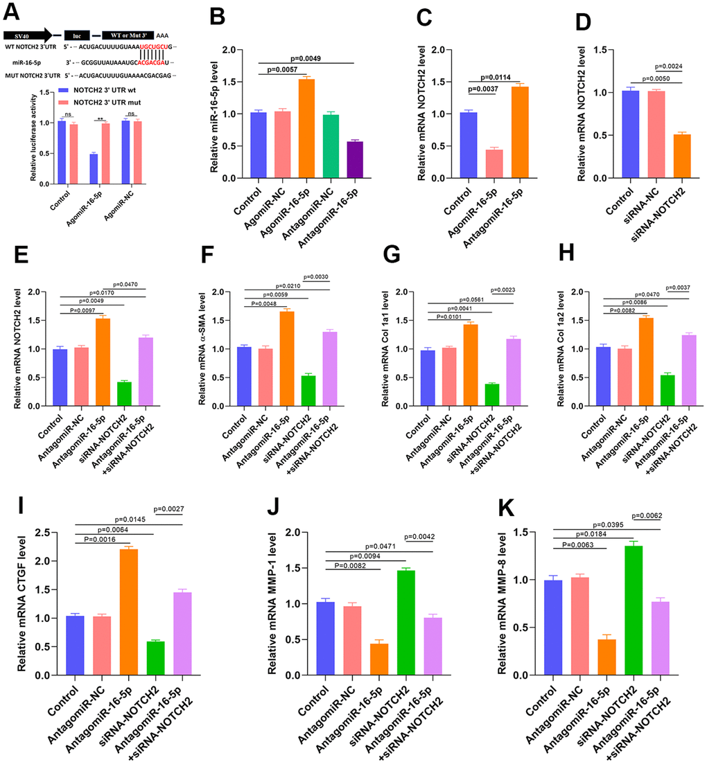 Inhibition of miR-16-5p activates myofibroblasts. (A) Luciferase assay results. (B) miR-16-5p transfection rate was measured by qRT-PCR. (C) NOTCH2 expression in the different groups. (D) siRNA transfection rate was measured by qRT-PCR. (E–I) Levels of collagen-related markers were measured by qRT-PCR after different treatments in HSFs. (J, K) MMP levels in the different groups were measured by qRT-PCR. Data are shown as means ± SDs of three independent experiments.