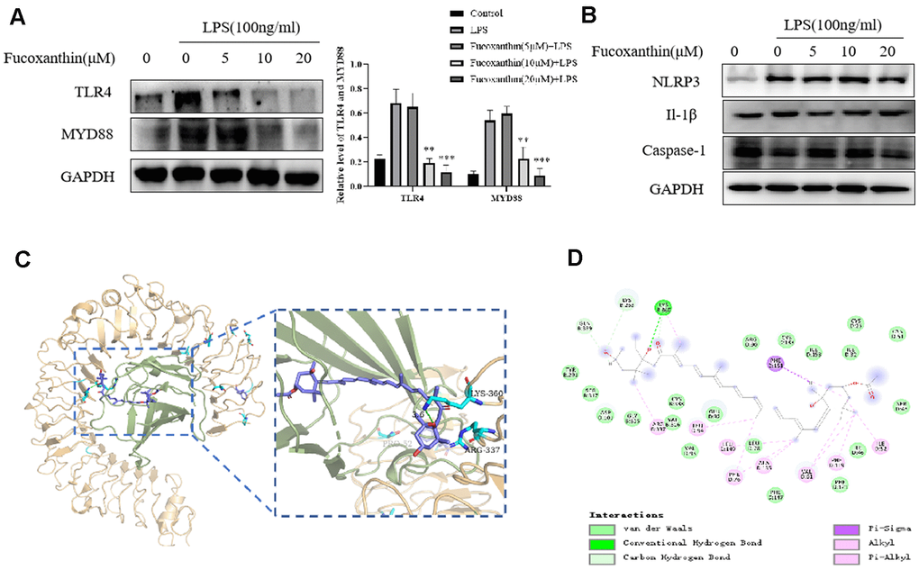 Fucoxanthin directly binds TLR4 inhibiting the TLR4/MyD88/NF-κB signaling pathway. (A) Western blotting analysis of TLR4 and MYD88 for RAW 264.7 cells pretreated with different concentrations of the Fucoxanthin for 1h followed by LPS treatment (100ng/ml) for another 24 h. (B) The expression level of NLRP3, Il-1β, and caspase-1 were determined by immunoblotting (C) Schematic representations 3D of the binding interactions between the mouse TLR4/MD-2 complex active site and Fucoxanthin. MD-2 was shown in a light green ribbon and TLR4 in a light orange ribbon (left) close-up view of the predicted interaction between Fucoxanthin and the MD-2-binding site TLR4-MD-2 complex. MD-2 was shown in light green and TLR4 in light orange; moreover, the hydrogen bond is shown in green. (D) Schematic representations 2D of the binding interactions between the mouse TLR4/MD-2 complex active site and Fucoxanthin.