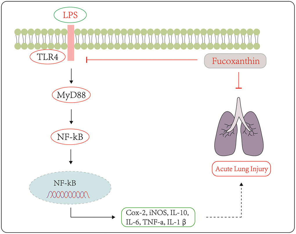 Schematic diagram of the signaling pathways related to the anti-inflammatory effects of Fucoxanthin on LPS-induced ALI.