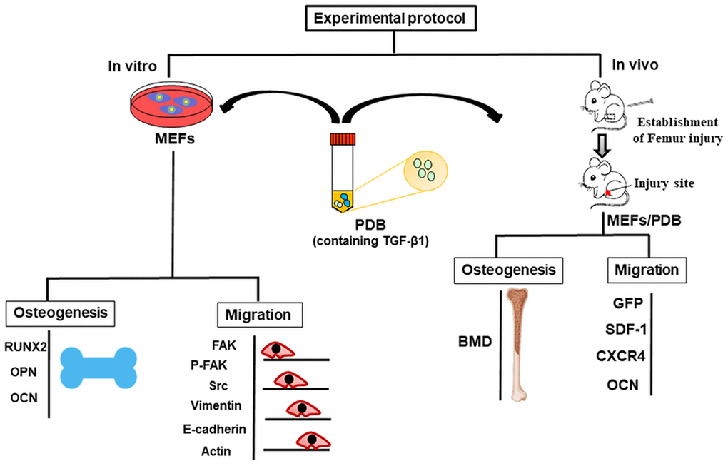 Schematic of in vitro and in vivo experimental protocol representing migration and osteogenic potential of platelet-derived biomaterials (PDB) containing TGF-β-1 on mouse embryonic fibroblasts (MEFs) to improve bone injury. During in vitro assay, the osteogenic potential was evaluated through expression of markers RUNX2, OPN, and OCN; whereas, migratory ability was determined by expression levels of FAK, p-FAK, Scr, Vimentin, and E-cadherin. Further, after PDB treatment of bone injury in FVB mice, the bone mineral density (BMD) of femur was noted, while cellular migration was assessed via SDF-1, GFP, OCN to evaluate bone injury improvement.