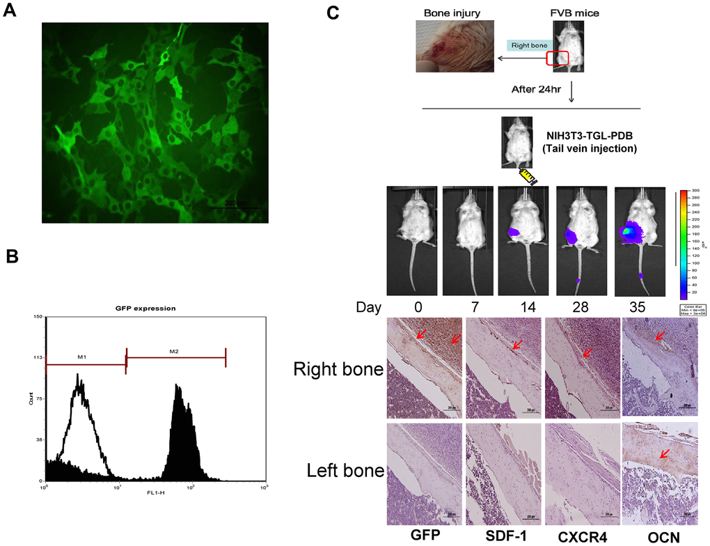 In vitro characterization and in vivo therapeutic effect of GFP transfected MEFs (NIH3T3) containing lentivirally transduced genes, thymidine kinase (T), green fluorescence protein (G) and luciferase genes (L) (NIH3T3-TGL). (A) GFP transfected NIH3T3 cell line were sorted out among other cells types by flow cytometry and the expression of GFP in MEF-TGL cells was validated by fluorescent microscopy exhibiting strong green signals (B). (C) Experimental presentation of femur bone injury created at mid-diaphysis of bilateral right femur, and cellular migration from administered site in FVB mice. Increased GFP-positive cells were detected at indicated time points. Histologic images also confirm the presence of GFP-positive signals (brown color) in right femur, while no signal appeared in left femur (control).