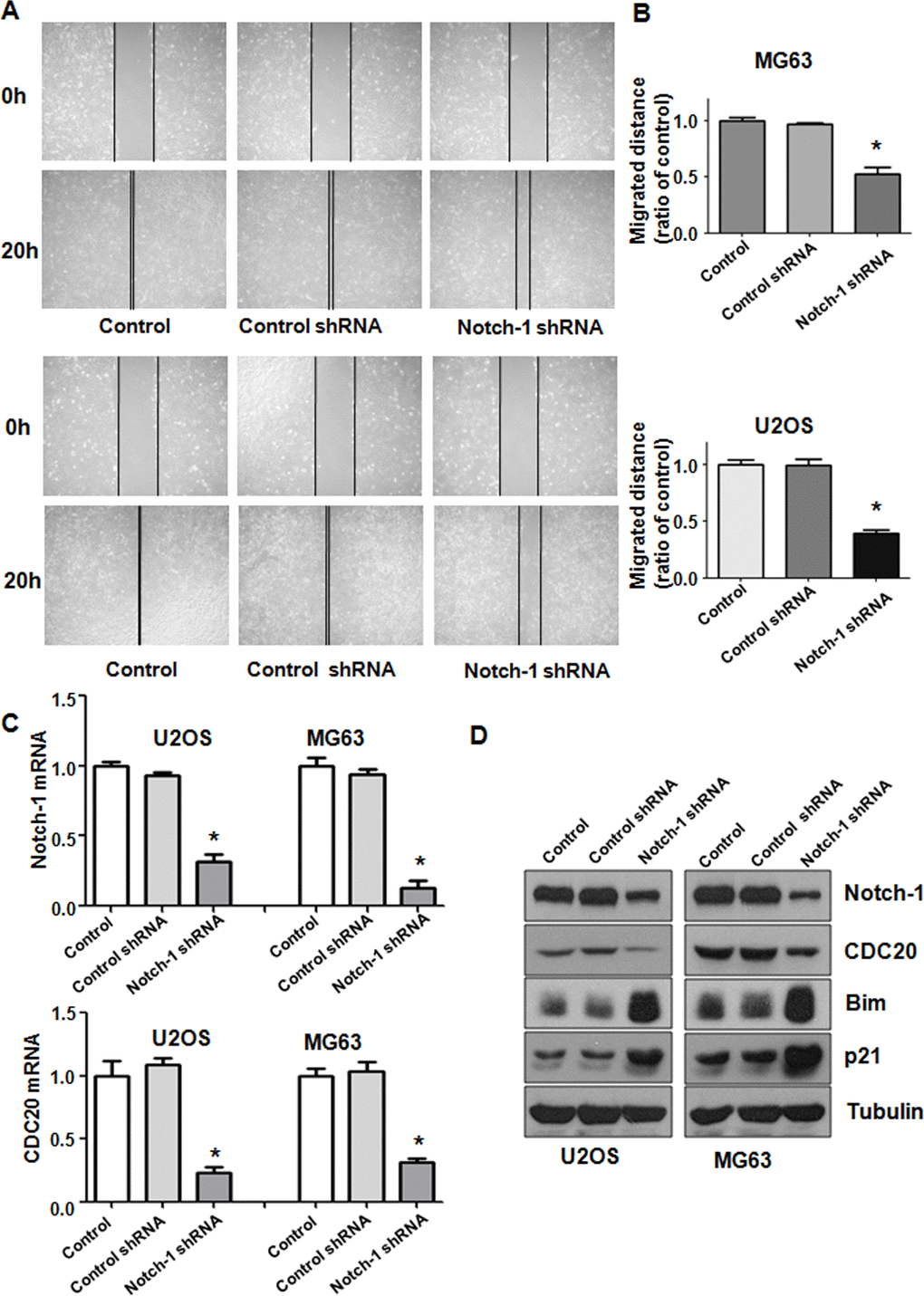 Notch-1 shRNA alleviated Cdc20 expression. (A) Wound healing assays showed that Notch-1 shRNA moderated wound closure. (B) Quantitative analysis f the migration data. *P C) Real-time RT-PCR results showing Notch-1, Cdc20, Bim and p21 expression. (D) Western blot results showing Notch-1, Cdc20, Bim and p21 expression.