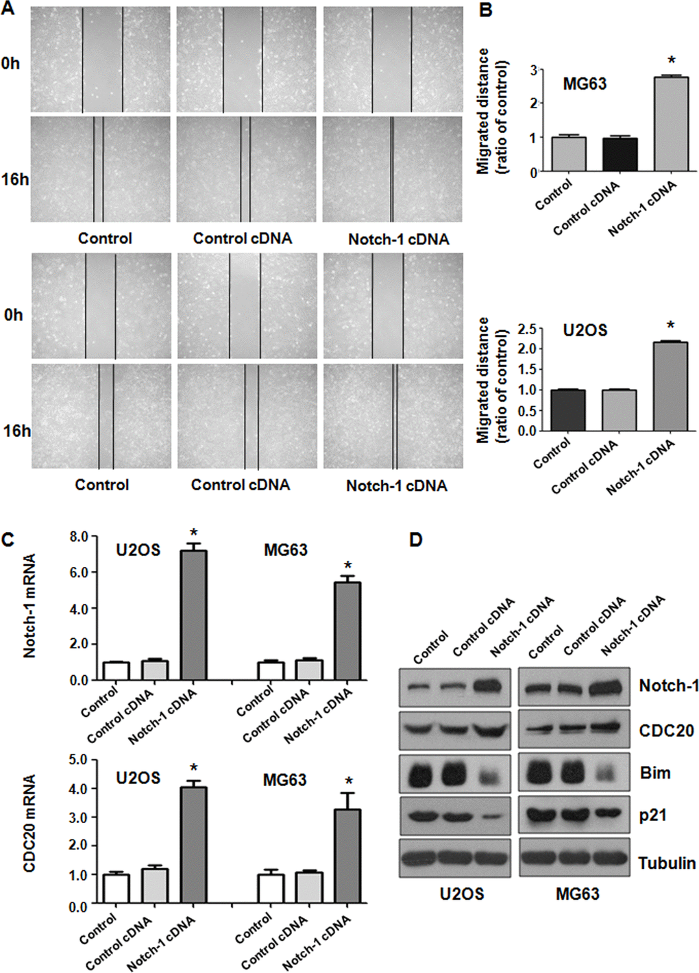 Notch-1 overexpression elevated Cdc20 expression. (A) The migratory ability was promoted by Notch-1 overexpression. (B) Quantification of the migration analysis results. *P C) Real-time RT-PCR showing Notch-1, Cdc20, p21 and Bim expression in cells with Notch-1 upregulation. (D) Western blot results showing Notch-1, Cdc20, p21 and Bim expression in cells with Notch-1 upregulation.