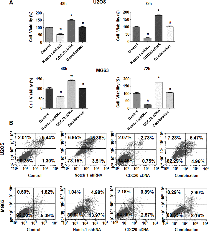 Cdc20 overexpression abrogated Notch-1 shRNA-mediated antineoplastic effects. (A) Viability was examined in cells cotransfected with Notch-1 shRNA and Cdc20 cDNA. *P # P B) Apoptosis was examined in osteosarcoma cells after Notch-1 shRNA and Cdc20 cDNA cotransfection.