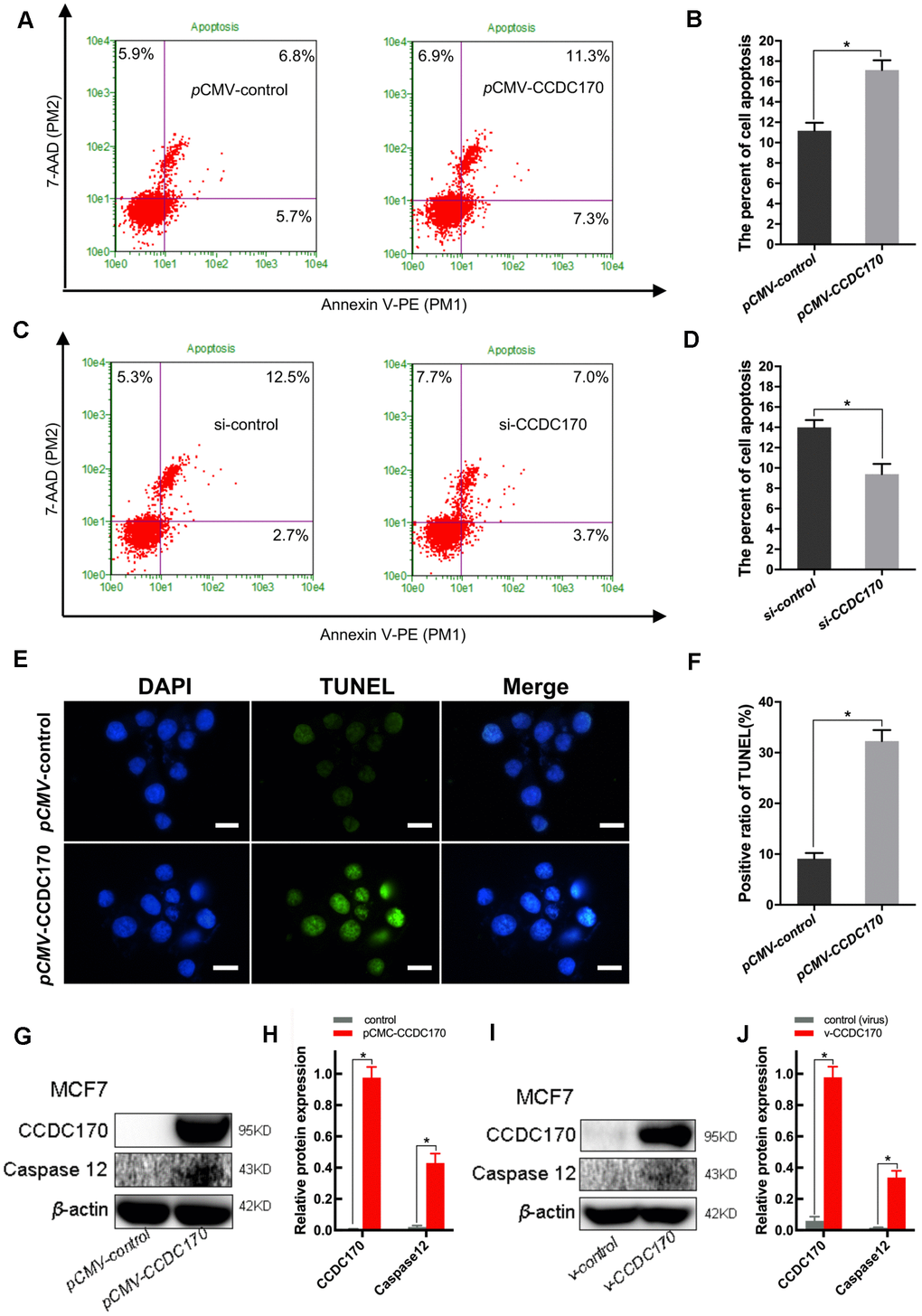 CCDC170 promoted cell apoptosis in MCF7 breast cancer cells. (A, C) Representative images of flow cytometry (FCM) using Annexin V-FITC and PI staining. Column bar graph showing a dramatically bigger early and late apoptosis ratio in CCDC170-transiently-overexpressing MCF7 cells than the control cells (B). The cell apoptosis ratio was significantly lower in the cells with CCDC170 knockdown compared with the control cells (D). Each group was independently repeated three times, 3000 cells were calculated. (E) Representative images were taken with nuclear stain DAPI (blue) and apoptosis stain TUNEL (green). (F) The result depicts the percentage of TUNEL positive nuclei of MCF-7 cells after CCDC170 upregulation. Scale bar, 50 μm. (G, I) Representative western blot bands of Caspase12 in MCF7 cells with CCDC170 up-regulated transiently (H) and stably (J). pCMV-CCDC170(control) represented CCDC170-transiently-overexpressing MCF7 cells and controls. v-CCDC170(control) represented CCDC170-stably-overexpressing MCF7 cells and controls. β-actin was used as a reference for calculating the relative protein expression. The error bars presented as mean ± Standard Error of Mean (SEM) with analysis of unpaired Student’s t-test. *P 