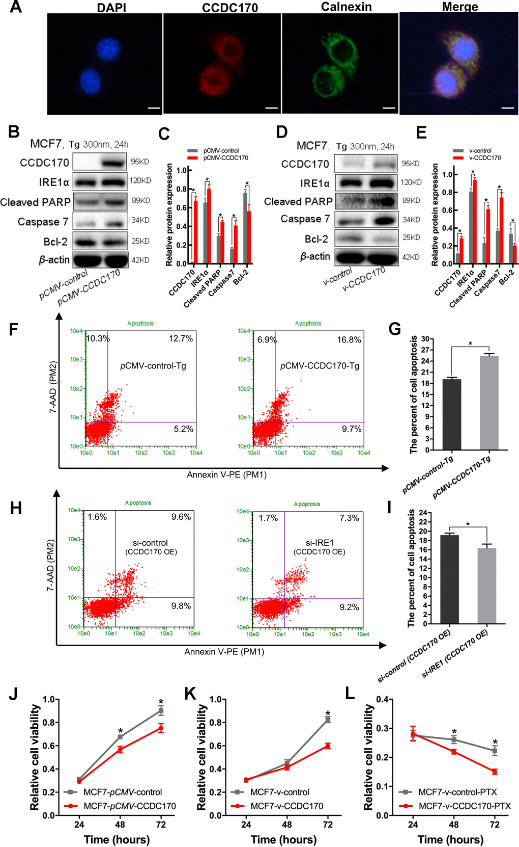 CCDC170 promoted cell apoptosis under ER stress. (A) IF showed that protein localization of CCDC70 overlapped Calnexin partially. Scale bar: 50μm. (B, D) Representative western blot bands of Cleaved PARP, Caspase7, Bcl-2 in MCF7 cells when CCDC170 up-regulated transiently (C) and stably (E) under TG treatment. pCMV-CCDC170(control) represented CCDC170-transiently-overexpressing MCF7 cells and controls. v-CCDC170(control) represented CCDC170-stably-overexpressing MCF7 cells and controls. β-actin was used as a reference for calculating the relative protein expression. TG: Thapsigargin (300nM). (F) Representative images of flow cytometry using Annexin V-FITC and PI staining, (G) Column bar graph showing an increased proportion of early and late apoptotic cells after CCDC170 overexpression in MCF7 cells treated with TG. 3000 cells were calculated. (H) Representative images of flow cytometry using Annexin V-FITC and PI staining, (I) Column bar graph showing a decreased proportion of early and late apoptotic cells after IRE1 knockdown in MCF7 cells with CCDC170 overexpression. 3000 cells were calculated. CCDC170 OE: MCF7 cells that transiently overexpressed CCDC170. Detection of cell viability via MTT assay. Transient (J) or stable (K) overexpression CCDC170, the growth of the cell was suppressed in MCF7 breast cancer cells. (L) The cell viability of CCDC170-stably-overexpressing MCF7 cells was significantly lower than that of control cells treated with PTX. PTX: paclitaxel (100nM). Each group was repeated at least three times. The error bars presented as mean ± Standard Error of Mean (SEM) with analysis of unpaired Student’s t-test. *P