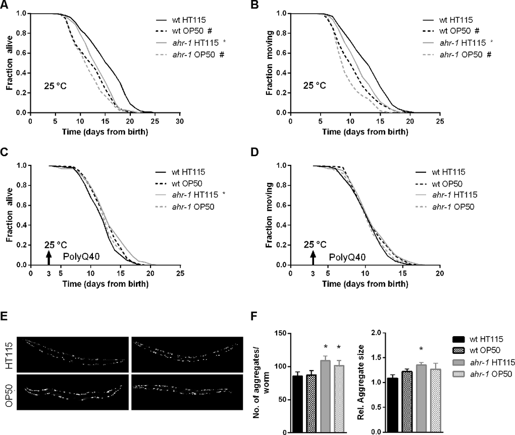 At 25° C, ahr-1(ju145) is short-lived and loses its protection against the toxicity of polyQ40 aggregates. (A, B) Kaplan Meier curves of wild-type and ahr-1(ju145) at 25° C. Pooled data of 180 worms/condition in 3 independent replicates are shown. * p-value vs. wt, # p-value vs. HT115, statistical test: Log-rank test. (C, D) Kaplan Meier curves of polyQ;wt and polyQ;ahr-1. Worms were grown at 25° C from day 3 (indicated by arrowhead). Pooled data of 150 worms/condition in 3 independent replicates are shown. * p-value vs. wt, # p-value vs. HT115, statistical test: Log-rank test. (E) Representative fluorescence images of 10-days old polyQ;wt and polyQ;ahr-1 grown at 25° C from day 3. (F) Quantification of aggregates in 10-days old polyQ;wt and polyQ;ahr-1 grown at 25° C from day 3. Mean + 95 % CI of pooled data from 21 (wt HT115), 19 (wt OP50), 20 (ahr-1 HT115) and 19 (ahr-1 OP50) worms/condition in 2 independent replicates are shown. * p-value vs. wt, statistical test: One-way ANOVA with Tukey’s multiple comparisons test.