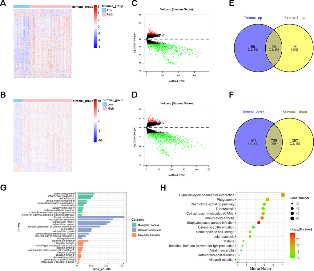 Comparison between gene expression profiles of immune and stromal scores in TCGA. (A, B) Heat maps showing expression profiles for immune score and stromal score-related DEGs. (C, D) Volcano plots showing up-regulated and down-regulated DEGs related to immune score and stromal score. (E, F) Venn diagrams showing the intersection of immune score and stromal score related up-regulated /down-regulated DEGs. (G) Histogram showing the top ten Gene Ontology terms in BP, CC, and MF. (H) Bubble chart exhibiting top fifteen KEGG analysis terms.