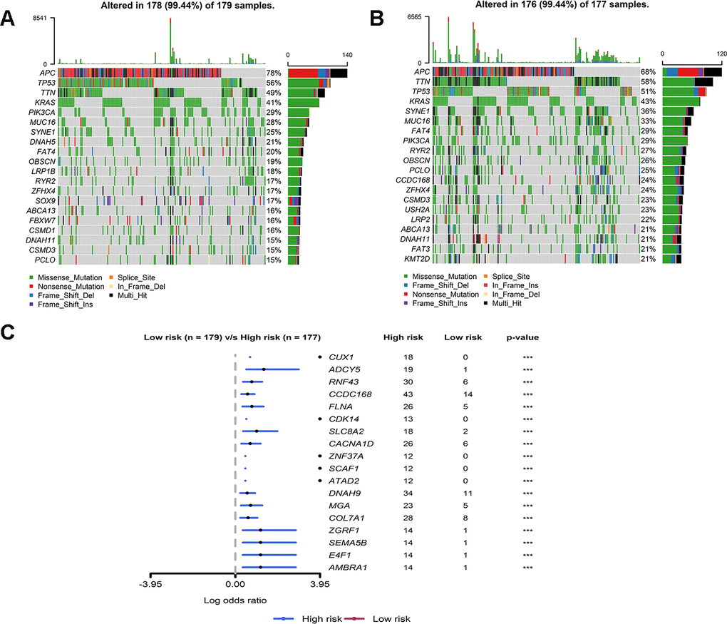 Mutant landscape of high-risk and low-risk groups in TCGA. (A, B) Waterfall plot representing the mutant landscape of the top 20 most frequently mutated genes in the high-risk group and low-risk group. (C) Forest plot representing the top 18 genes with significant differences in mutation rates between high- and low-risk groups.