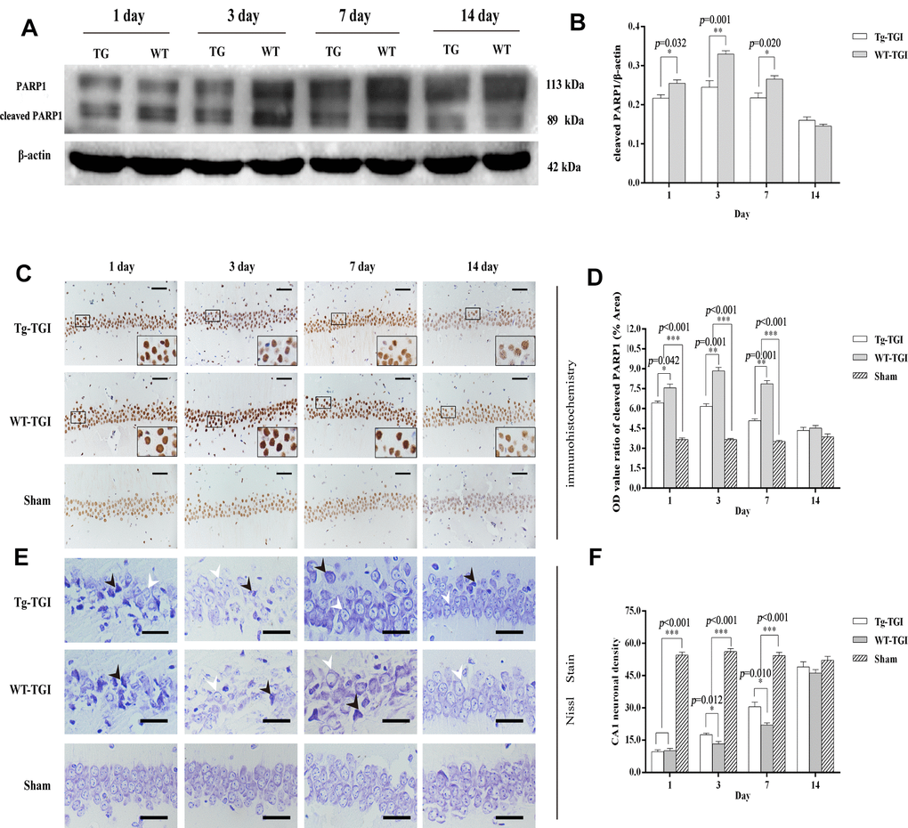 Suppression of TGI-induced apoptosis by neuritin overexpression. (A) Western blots of PARP 1 expression level as an index of apoptosis at the indicated times after TGI. β-actin was used as the gel loading control. Tg-TGI, neuritin transgenic mice subjected to TGI; WT-TGI, WT mice subjected to TGI. (B) Quantitative analysis of cleaved PARP 1 expression data (OD value ratio) shown in (A). (C) PARP 1 protein expression levels in hippocampal CA1 of sham and TGI groups at different time points revealed by immunohistochemistry (scale bar=50 μm). Small black rectangular frame/large black rectangular frame=1/4. (D) Quantitative analysis of expression (OD value ratio) shown in (C). (E) Representative photographs of Nissl-stained hippocampal CA1 at the indicated time points after TGI (scale bar=25 μm). Black arrows indicated the damaged neurons, white arrows indicated the normal neurons. (F) Quantitative analysis of Nissl staining from (E). Cell counts (number of neurons per 200 μm length) from six sections of left and right hippocampus were averaged for each animal. Data expressed as mean ± S.E.M. n = 6 mice per experimental group, *p p p 