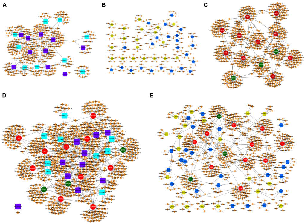 The lncRNA-miRNA-mRNA and circRNA-miRNA-mRNA ceRNA network in α-MSH-treated melanocytes. (A) Potential miRNA targets (Tot Score ≥160 or top ten Tot Score) of the differentially expressed lncRNAs with 5-fold change. (B) Potential miRNA targets (Top five high-binding sites) of the differentially expressed circRNAs with 5-fold change. (C) Potential miRNA targets (top 40 predicted miRNAs based on the score) of the differentially expressed mRNAs related to melanogenesis. (D, E) The lncRNA-miRNA-mRNA and circRNA-miRNA-mRNA ceRNA network involved in melanogenesis. Purple square: upregulated lncRNAs; Blue square: downregulated lncRNAs; Blue hexagon: upregulated circRNAs; Green six square: downregulated circRNAs; Red circle: upregulated mRNAs; Green circle: downregulated mRNAs; Orange diamond: miRNAs.