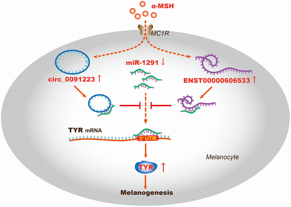 The schematic diagram of the ceRNA mechanism in α-MSH-induced melanogenesis. ENST00000606533 and circ