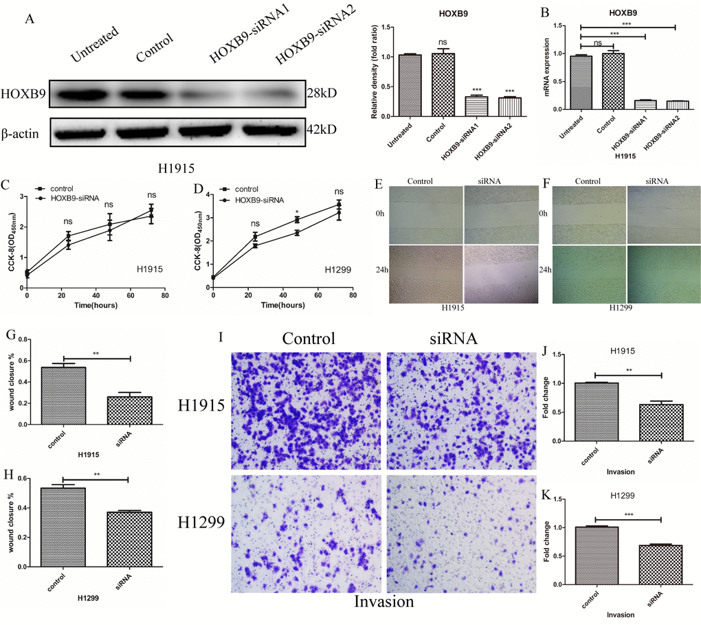 HOXB9 promotes migration and invasion in NSCLC cells. (A, B) HOXB9 knockdown was performed in H1915 and H1299 NSCLC cells by transfection of HOXB9-siRNA. Scrambled siRNA was used as negative control. HOXB9 knockdown efficiency was determined using western blot, gray level analysis and qPCR. (C, D) Cell proliferation was determined by the CCK-8 assay in H1915 and H1299 cells at 24, 48, and 72 h after transfection with HOXB9-siRNA or scrambled siRNA. HOXB9 knockdown did not affect proliferation in any cell line. (E, F) Representative images from wound-healing migration assays in H1915 and H1299 cells. (G, H) Quantification of wound-healing assay results shows decreased migratory potential after siRNA-mediated HOXB9 knockdown (p = 0.0036 and p = 0.0079 for H1915 and H1299 cells, respectively). (I) Representative images from Transwell invasion assays in H1915 cells and H1299 cells. (J, K) Quantification of Transwell invasion assay data showing that HOXB9 knockdown significantly inhibited invasive potential in both cell lines (p = 0.0037 and p = 0.0005 for H1915 and H1299 cells, respectively).
