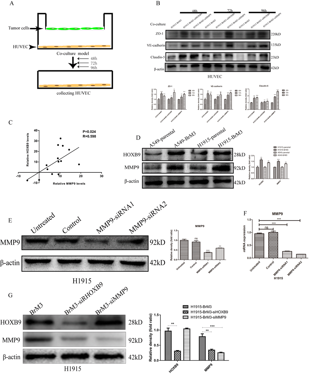 HOXB9 mediates degradation of endothelial junctional proteins by upregulating MMP9. (A) Experimental design of the HUVEC/NSCLC co-culture system. (B) Western blotting analysis and gray level analysis showing restored expression of junctional proteins (ZO-1, claudin-5 and VE-cadherin) in HUVECs co-cultured with BrM3 cells in which HOXB9 or MMP9 were silenced. (C) Analysis of MMP9 and HOXB9 co-expression in primary NSCLC and matched brain metastases from the GSE74706 dataset (p = 0.024, r = 0.598). (D) Western blotting analysis and gray level analysis of MMP9 and HOXB9 expression in parental NSCLC cell lines and corresponding BrM3 cells. (E, F) Western blot analysis, gray level analysis and qPCR assays of MMP9 expression in H1915 cells transfected with MMP9-siRNA or control siRNA. (G) Western blotting analysis and gray level analysis of MMP9 and HOXB9 expression in H1915 cells in which HOXB9 or MMP9 were silenced. *p 