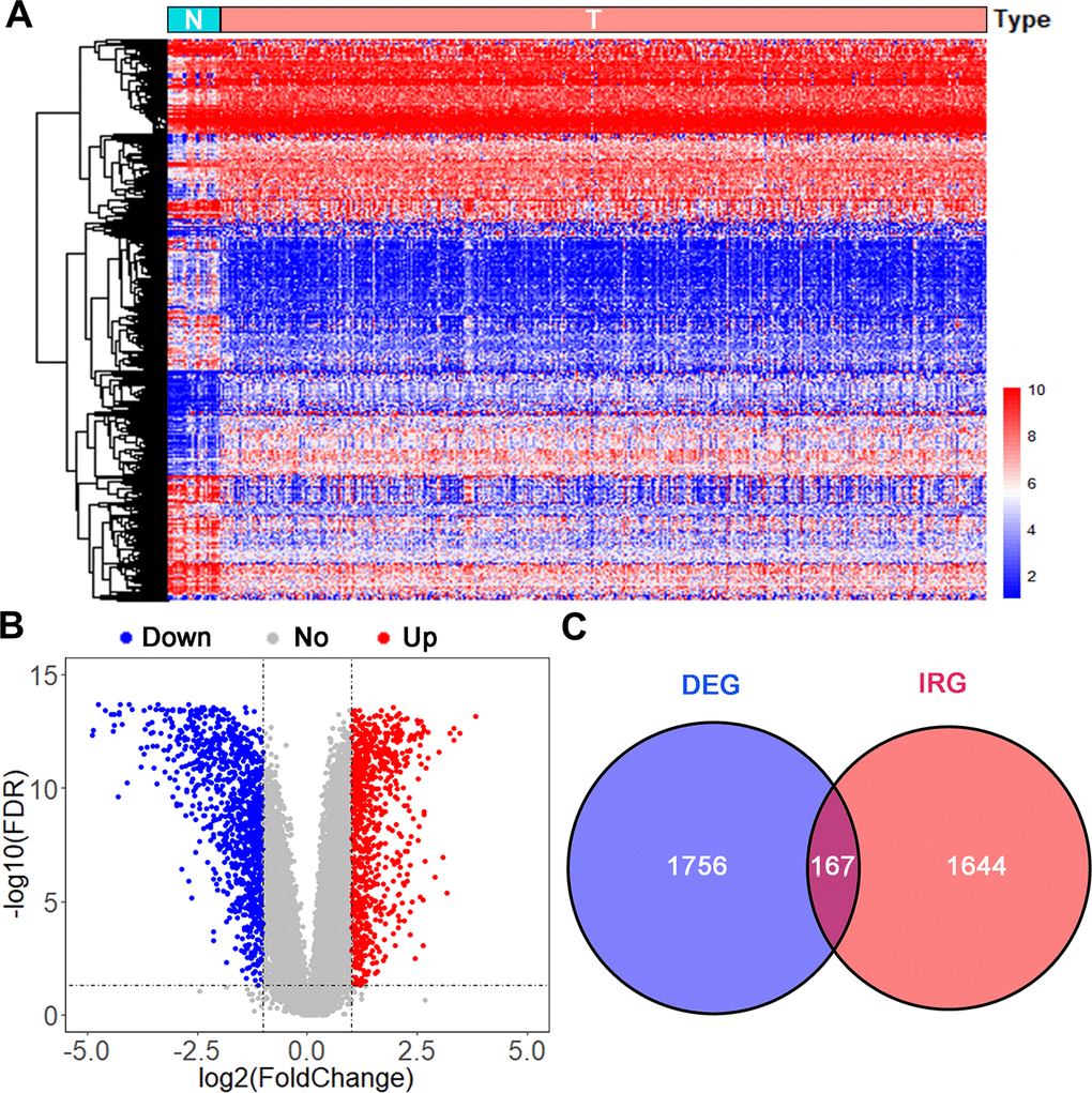 Analysis of differentially expressed immune-related genes. (A) Heatmap and (B) volcano plot of differentially expressed genes (DEGs) in UBCs compared with normal healthy bladder samples in datasets from TCGA and GTEx. (C) Venn diagram of the 158 intersecting genes between DEGs and IRGs in UBCs.