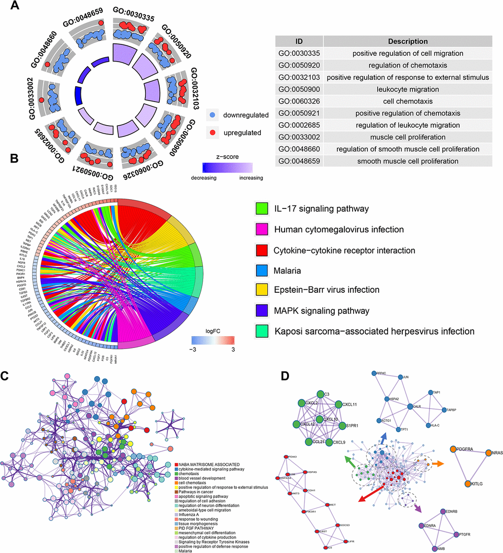 Enrichment and protein-protein interaction analysis of differentially expressed IRGs. (A) GO analysis of the immune-related genes. (B) Circular plot of the top seven most significant KEGG pathways. (C) Network plot of enriched terms: colored by cluster ID, where terms with a similarity > 0.3 are connected by edges. (D) Protein-protein interaction network and MCODE components identified in the gene lists.