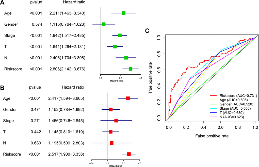 Prognostic significance and predictive accuracy of the immune-related risk model. (A, B) Univariate (A) and multivariate (B) Cox regression analyses of the risk scores of the clinical features for overall survival in TCGA-BLCA dataset. (C) ROC curve showing the specificity and sensitivity of the 10-gene signature risk score, age, gender clinical stage, T stage and lymph nodes status in predicting the OS of all UBC patients in the TCGA-BLCA dataset.