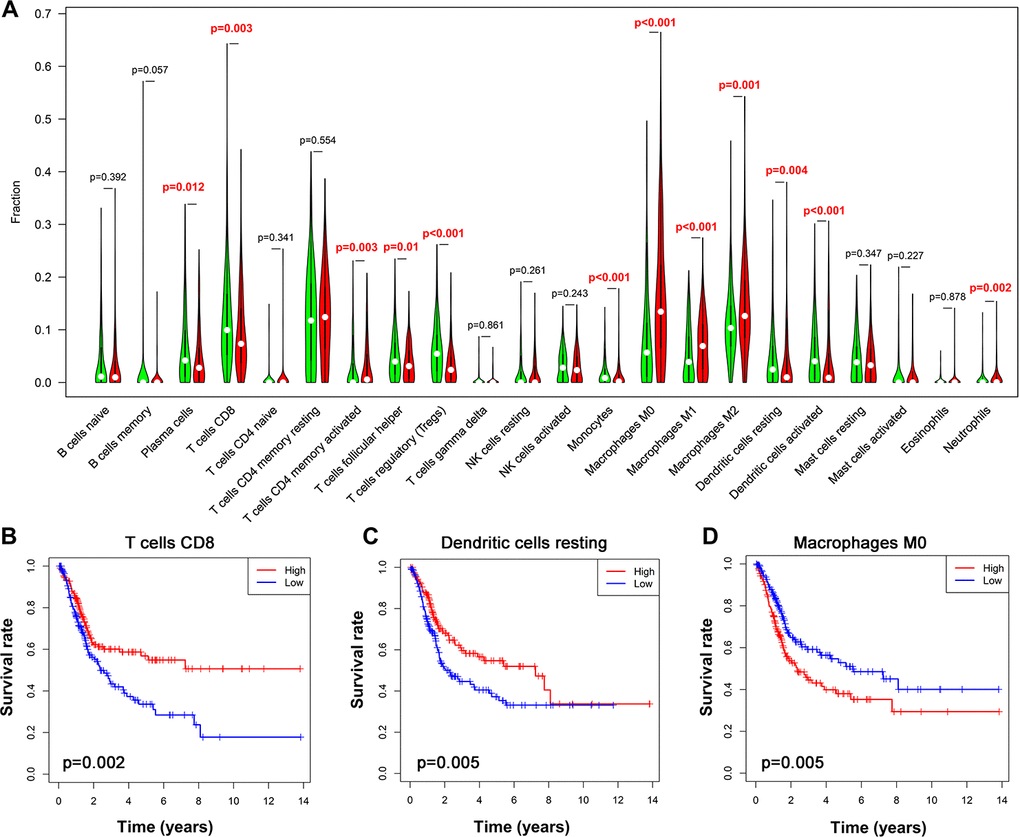 Alteration of immune cell infiltration in BLCA samples with different risk status. (A) Violin plot demonstrating the TILCs associated with the risk model. High- and low-risk groups are represented by red and green violin, respectively. (B–D) Kaplan-Meier curve analysis of overall survival for various immune cells infiltration. (B) CD8 T cells; (C) dendritic cells resting; (D) macrophages M0.