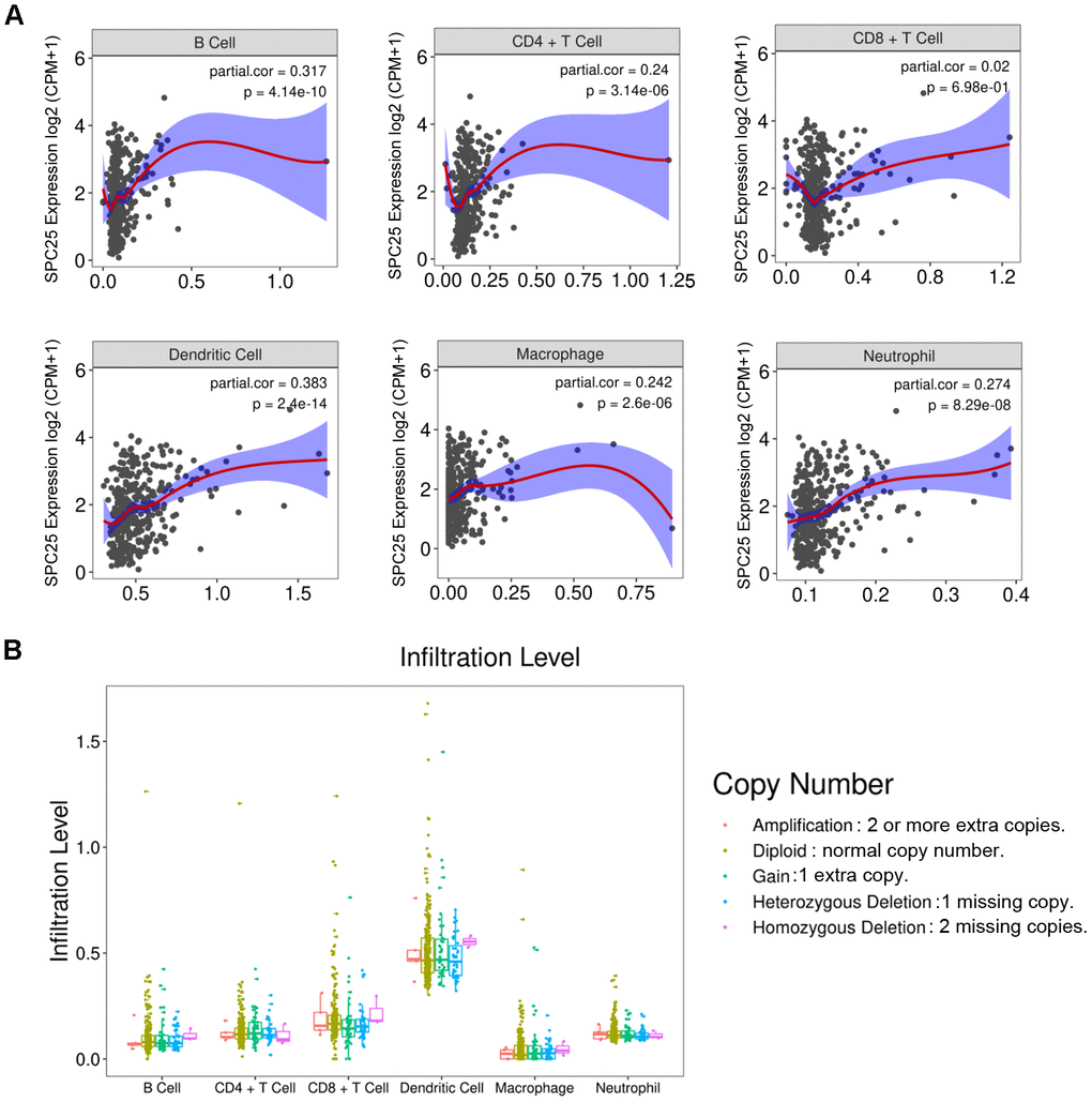 (A) Correlations between SPC25 expression and six types of immune cells infiltrated in HCC tissues. CPM: Counts of exon model per million mapped reads. (B) The infiltration level of six types of immune cells classified by the copy number variance (CNV) of the SPC25 gene.