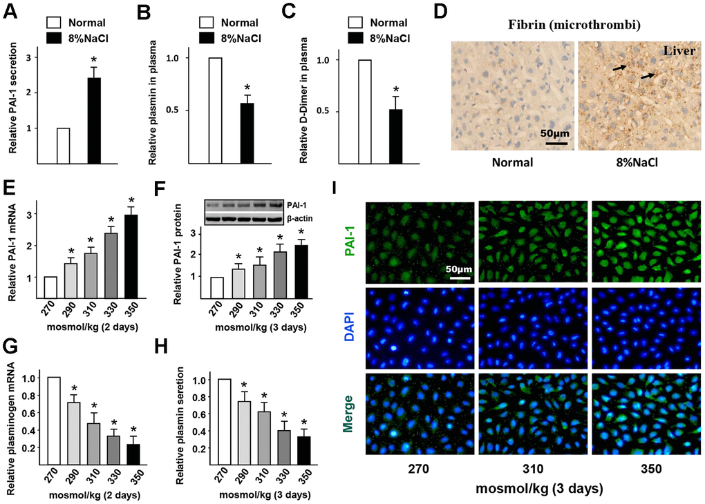 High-salt intake induces endothelial fibrinolytic dysfunction and thrombi. (A–C) Protein levels of PAI-1, active plasmin and D-Dimer in plasma of mice in normal and high salt groups after 4 weeks feeding. (D) Representative sections of the livers in ApoE-/- mice stained for fibrin. Nuclei, hematoxylin staining. Microthrombi were marked by arrowheads. (E, F) mRNA and protein expression of PAI-1 in HUVECs that cultured with different hyper-osmotic media (270, 290, 310, 330 and 350 mosmol/kg) for two or three days. 270 mosmol/kg was as the control. (G, H) mRNA and protein level of plasmin in HUVECs that cultured with different hyper-osmotic media for two or three days. 270 mosmol/kg was as the control. (I) Representative immunofluorescent staining of PAI-1 (green) in HUVECs that exposed to different hyper-osmotic media for three days. Nuclei were stained by DAPI. All data were presented as mean ± SEM, N≥3. *p 