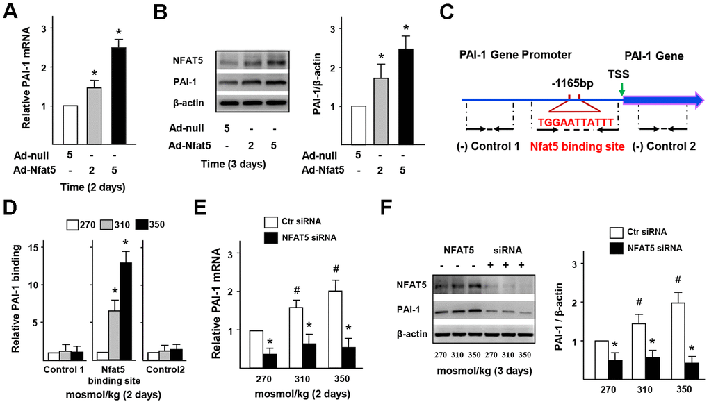 NFAT5 directly regulates PAI-1 transcription in ECs. (A, B) mRNA and protein expression of PAI-1 in HUVECs that treated by Ad-null or Ad-NFAT5. (C, D) High-salt increases binding of NFAT5 to PAI-1 promoter. Diagram showing the region of the NFAT5 binding site upstream of the transcription start site (TSS) of PAI-1, and the regions that were used to analyze NFAT5 binding by ChIP. ChIP results were relative to 270 mosmol/kg. (E, F) mRNA and protein expression of PAI-1 in HUVECs that transfected with Ctr siRNA or NFAT5 siRNA under high-salt condition. All data were presented as mean ± SEM, N≥3. *p 