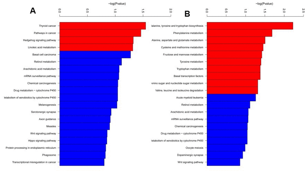 KEGG pathway enrichment analysis of differentially methylated regions. Totally 14 pathways were enriched. (A) KEGG pathway enriched from the hypermethylated regions in SCA3/MJD mice compared to controls. (B) KEGG pathways enriched from the hypomethylated regions in SCA3/MJD mice compared to controls. The major pathways were involved in the pathway for tumorigenesis and amino acid biosynthesis.